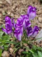 /album/rarity-a-novinky-2026-predjari/crocus-tommasinianus-peter-grimshaw2-jpg/